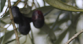 harvestin olives for olive oil